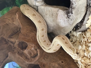 Hakennasennatter weiblich mit oder ohne Terrarium 