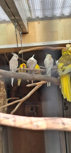 Sittiche und Zebrafinken und eine Zimmervoliere abzugeben.