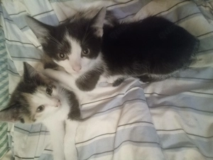 Kätzchen, Katze, Mixkätzchen