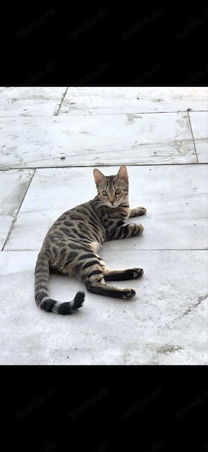    Bengal Katze Lilly sucht ein neues Zuhause   