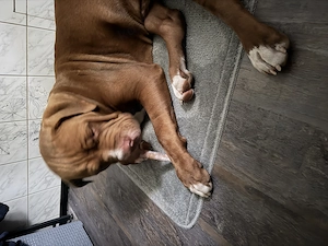 American Bully xl rüde 
