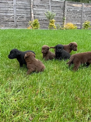 Labrador-Retriver