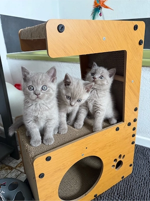 *Reinrassige Bkh kitten Farbe Fawn geimpft bald Abgabebereit *