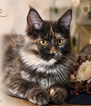 Maine-Coon-Kitten mit Stammbaum   aus liebevoller Hobbyzucht 