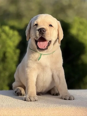 Labrador-Retriver
