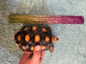 Köhlerschildkröte