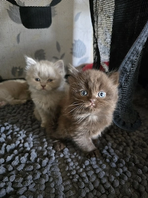 Blh Kitten
