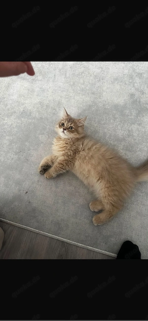 perser kater 