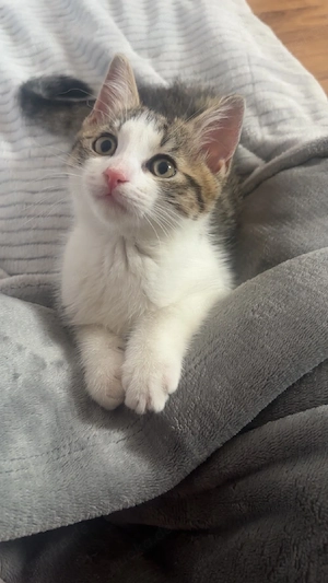    Zwei süße Katzen suchen ein liebevolles Zuhause     
