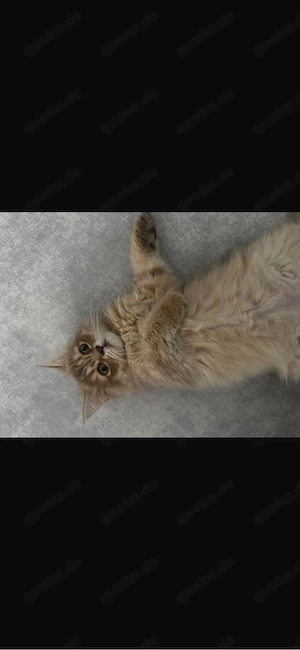 kater perser