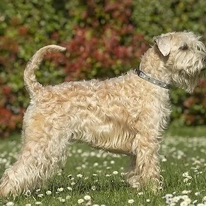 Einzigartig und selten: Wheaten Terrier in Andrézieux-Bouthéon 