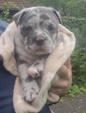 Hochwertiger American Bully Pocket Rüde   Blue Piebald Merle | ABKC Ahnentafel