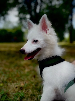   Liebevolles Zuhause für unsere Yuki gesucht   