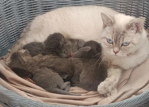 BKH Kitten 