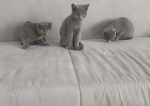 BKH Kitten 