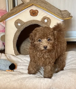ToyPudel (Ret Brown)