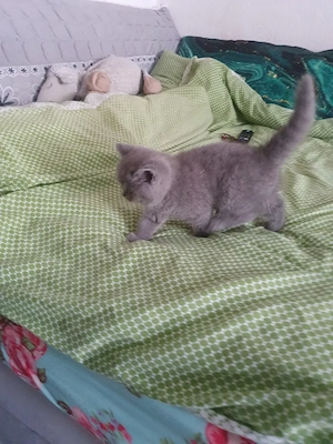 Bkh Katerchen blü reinrassig 