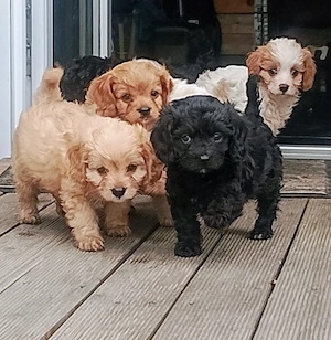 Traumhaft schöne Cavapoo Welpen 