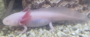 Axolotl Weisling