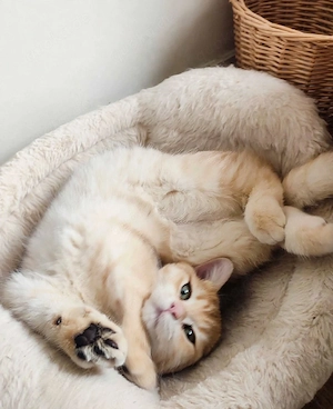 BKH goldene kittens