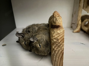 Degus suchen neues liebevolles Zuhause