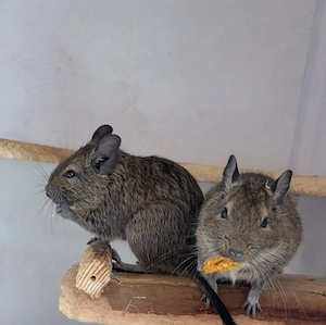 2 Degus suchen neues Zuhause