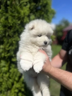 Samojed (3 monate)