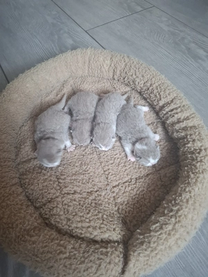 Süße BKH Britisch Kurzhaar Kitten in Lilac und Lilac-White  Mädchen 