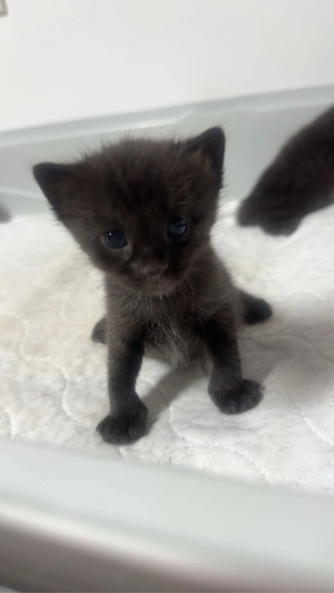 Bombay-Kitten in schwarz, 4 Jungs, 1 Mädchen 