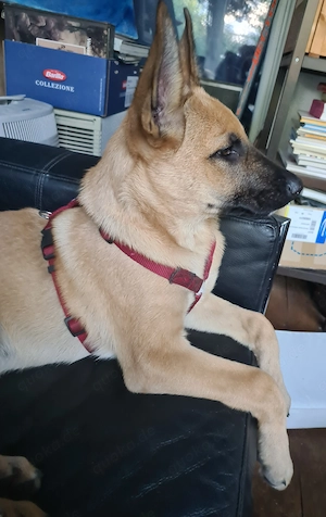 Belgischer Schäferhund Welpen, Malinois 14Wochen 