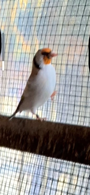 Stieglitz Major Achat 