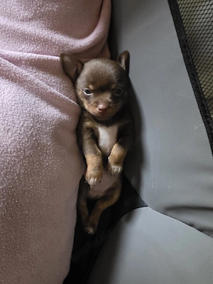 Chihuahua Rüden 12 Wochen