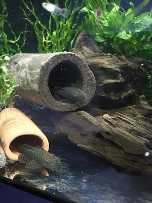 Wurmlinien Wels Ancistrus sp. Rio Tocantins