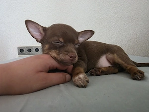 Chihuahua Rüden 12 Wochen