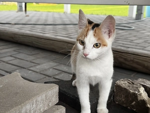Kätzchen (dreifarbig) sucht ein Zuhause