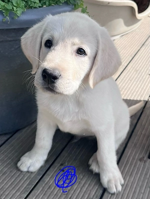Labrador Welpen reinrassig