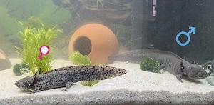 Axolotl  Pärchen 