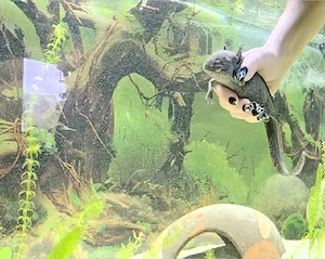 Axolotl  Pärchen 