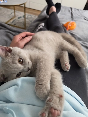 BKH Katze Lilac 4 Monate 