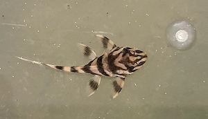 wunderschöne L 398 Welse, Altamira Holzfresser, Panaqolus tankei