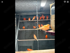Kanarienvögel in Rot und Mosaik 