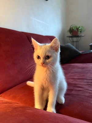 Katzen baby's 