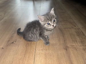 Drei BKH Kitten
