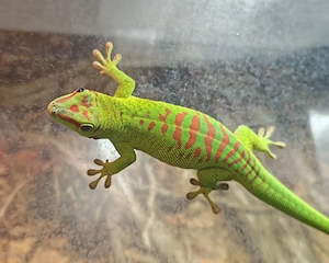 0.0.1 Taggecko Phelsuma madagascariensis 