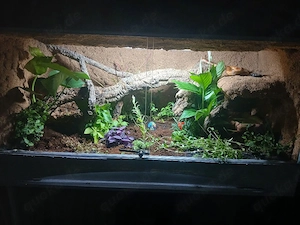 1.3 Kornnattern mit Terrarium 