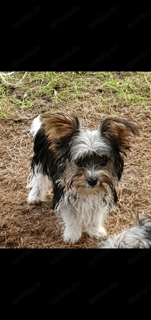 Yorkshire Terrier welpen 