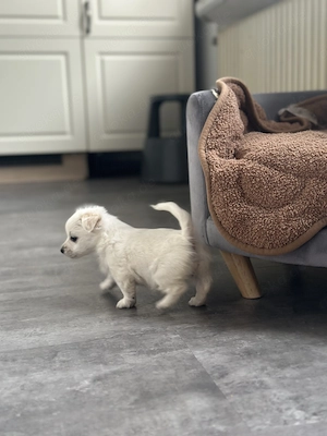 Chihuahua Malteser Welpe