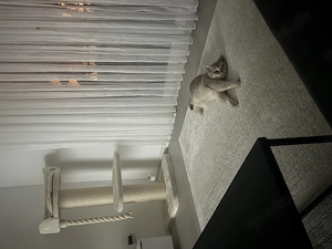 Liebevolles Zuhause für unsere BKH-Katze gesucht 