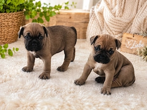 Französische Bulldoggen Welpen 