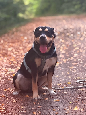 Labrador Old English Bulldog Mix